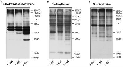 Global analysis of lysine 2-hydroxyisobutyrylation during Fusarium graminearum infection in maize